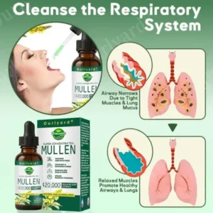 Ourlyard® Mullein Leaf Drops for Lungs